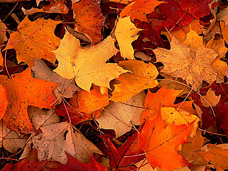 秋天,乔治敦,安大略省,加拿大