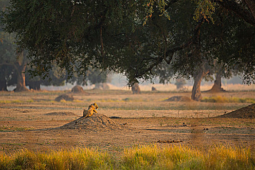 后视图,雌狮,狮子,躺着,津巴布韦,非洲