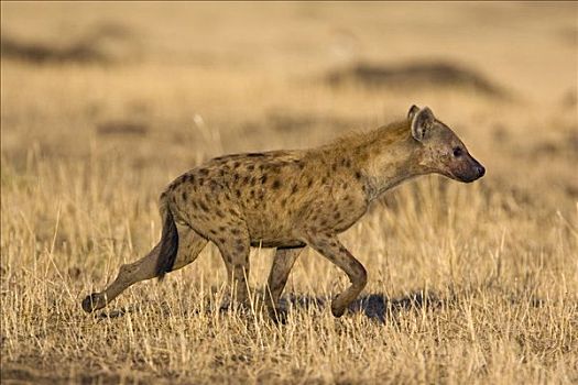 斑鬣狗,成年,雄性,走,草地,马赛马拉国家保护区,肯尼亚