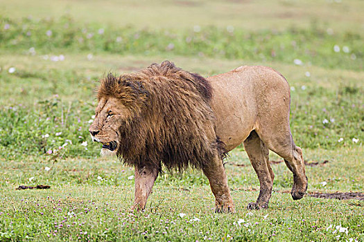 狮子,走,草,区域,闭眼,角度,左边,正面,侧视图,特写,恩戈罗恩戈罗,保护区,坦桑尼亚