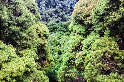 桧属植物,树,蓝色,云杉,背景