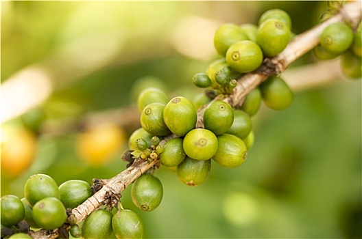 咖啡豆,枝条,考艾岛,夏威夷