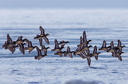 冰雪湖面飞行的花脸鸭