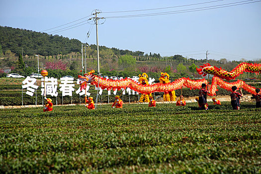 山东省日照市,海岸绿茶春季开园节开幕,文化展演让人大饱眼福