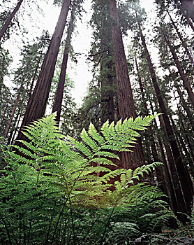 加利福尼亚,红杉国家公园,蕨类,成熟林,红杉,北美红杉,大幅,尺寸