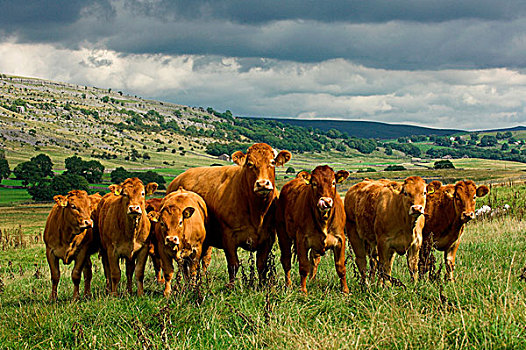 家牛,利莫辛,母牛,幼兽,站立,石灰石,草场,英格兰,欧洲