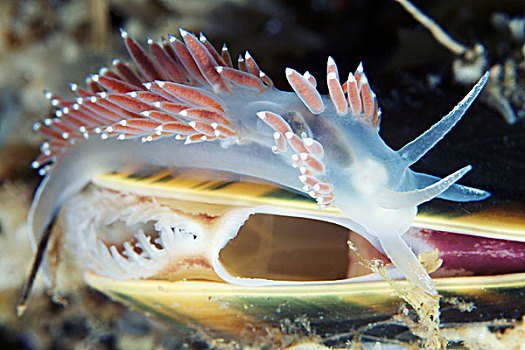 海蛤蝓