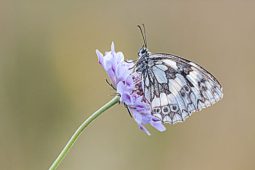 白蝴蝶,牧场,鳏寡,花,北方,黑森州,德国,欧洲