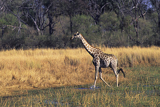 博茨瓦纳,奥卡万戈三角洲,莫瑞米,自然保护区,马赛长颈鹿