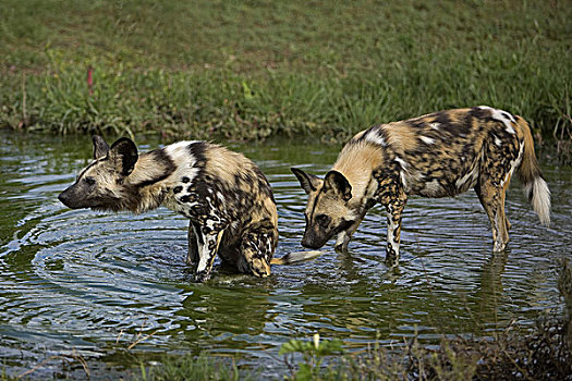 非洲野狗,非洲野犬属,水潭,纳米比亚