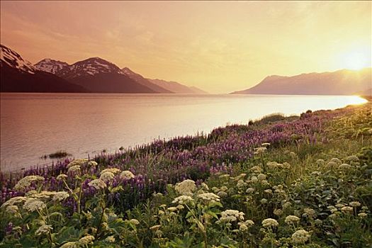 野花,日落,特纳甘湾,楚加奇国家森林,阿拉斯加