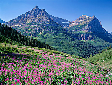 美国,蒙大拿,冰川国家公园,攀升,左边,右边,上升,草地,杂草,大幅,尺寸