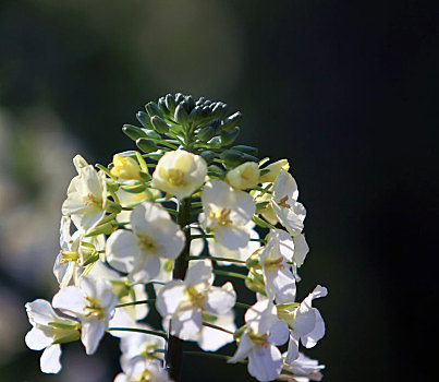 油菜花