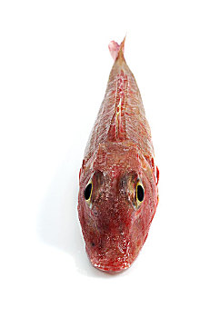 红色,鲂鱼,鲜鱼,白色背景