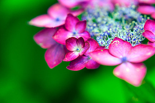 漂亮,八仙花属,粉色,边缘,自然