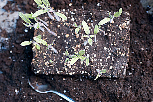 精美,年轻,番茄植物,堆肥