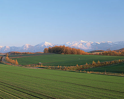 山脉,麦田