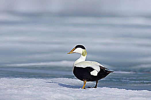 绒鸭,欧绒鸭,栖息,斯匹次卑尔根岛,挪威