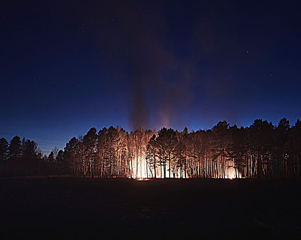 树,燃烧,树林,夜晚