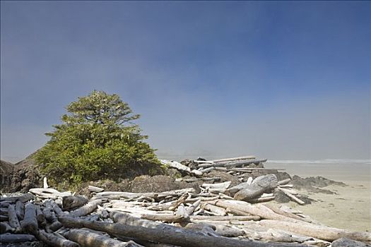 浮木,海滩,长滩,环太平洋国家公园,温哥华岛,不列颠哥伦比亚省,加拿大