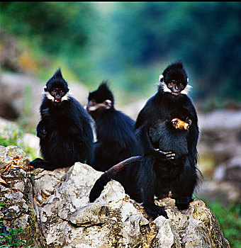 沿河麻阳河自然保护区--黑叶猴家族