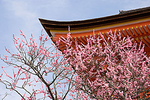 庙宇,屋顶,京都,日本