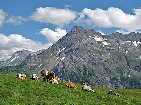 牛,伯恩高地,瑞士