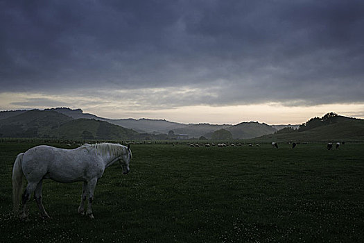 白马,地点,放牧,绵羊,牛,黎明,马,动物,自然,风景