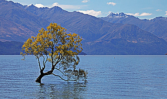 新西兰瓦纳卡湖和,孤独的树