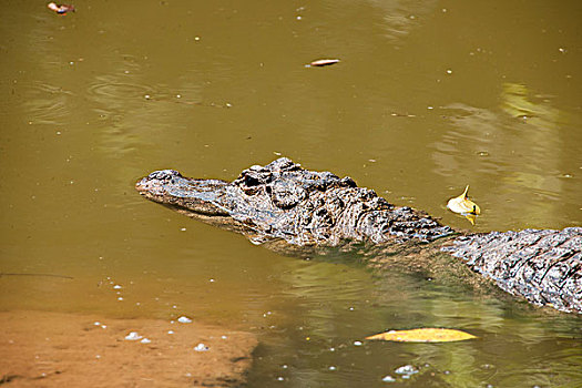 重庆鳄鱼中心的鳄鱼池