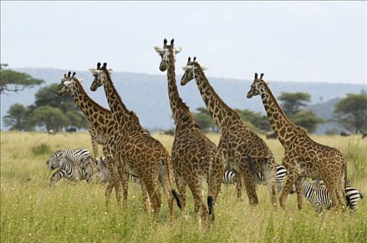 马萨伊,长颈鹿,牧群,斑马,塞伦盖蒂,坦桑尼亚