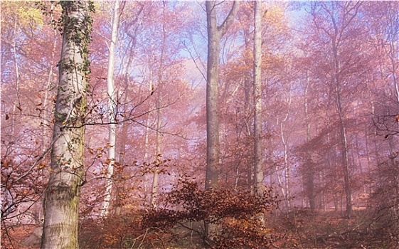 自然,秋天,彩色,树林