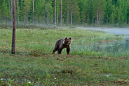 棕熊,晨雾,北方,卡瑞里亚,芬兰,欧洲