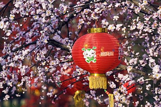 中国,北京,春节,红灯笼,悬挂,樱花,龙潭湖,公园
