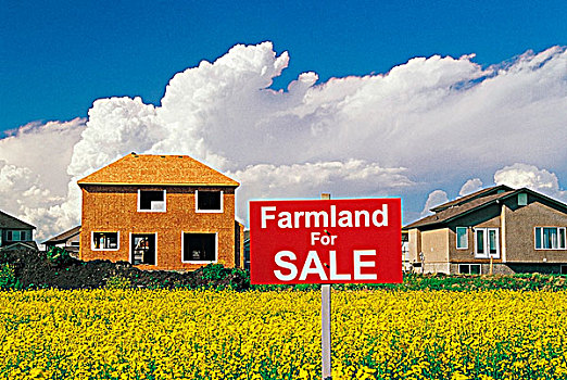 农田,出售标识,盛开,油菜地,住宅开发,背景,曼尼托巴,加拿大