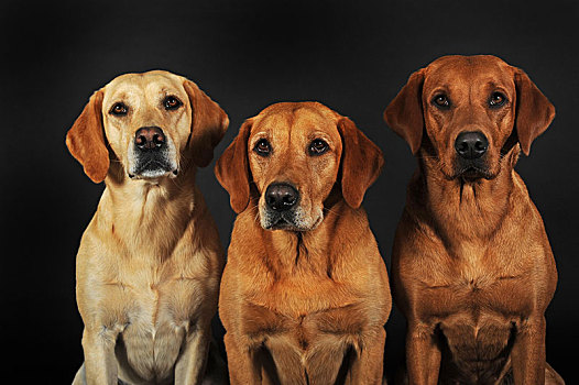 拉布拉多犬,黄色,三个,母狗,坐,动物,奥地利,欧洲