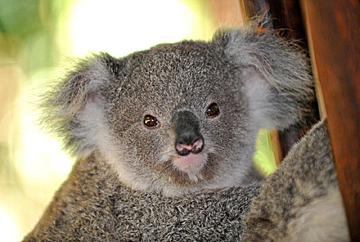 树袋熊,幼兽,桉树,树,昆士兰,澳大利亚