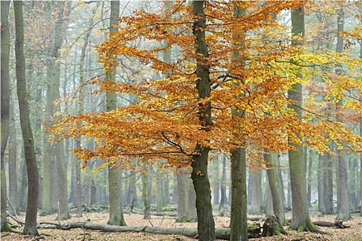 秋季,森林,德国