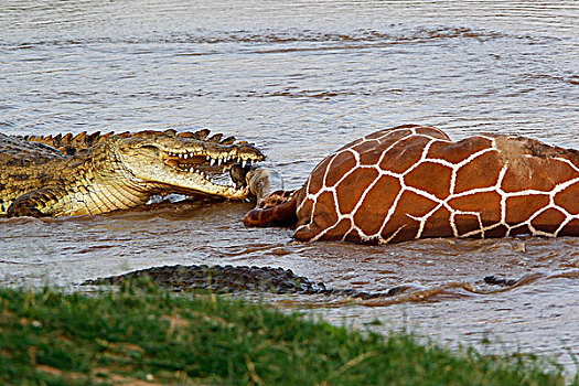尼罗鳄,群,杀,长颈鹿,淹没,河,公园,肯尼亚