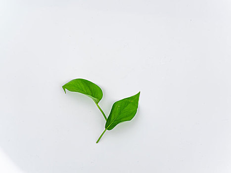 绿叶植物纯天然素材