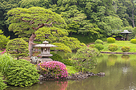 松树,花园,东京