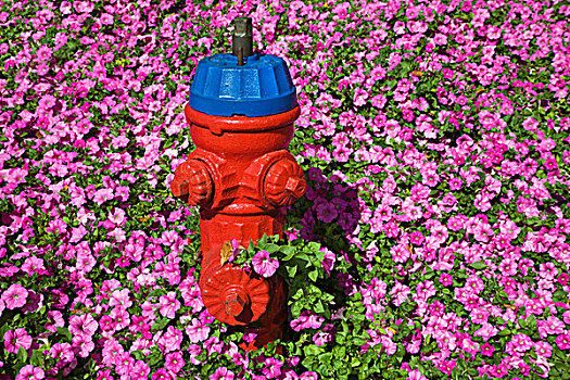 消防栓,粉花