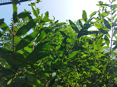 绿化带植物