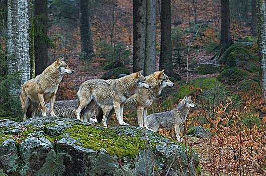欧洲,狼,成年,站立,石头,树林,森林,国家,公园,巴伐利亚,德国