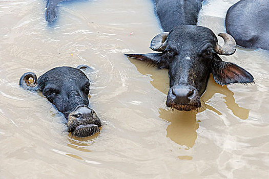 水,水牛,恒河,瓦拉纳西,印度