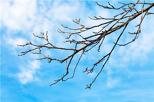 空,榅桲树,树,细枝,蓝天背景