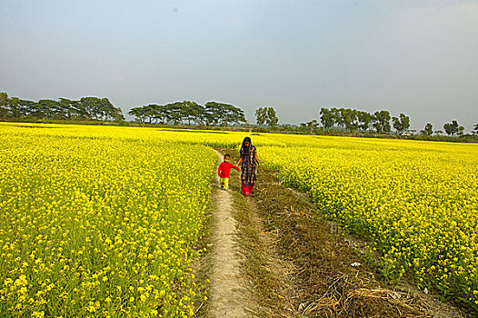 女孩,儿童,走,过去,芥末,地点,乡村,近郊,达卡,首都,孟加拉,十二月,2006年