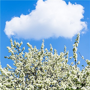白云,蓝天,花,樱桃树