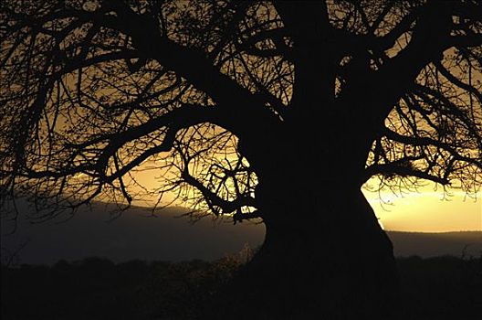猴面包树,萨布鲁国家公园,肯尼亚