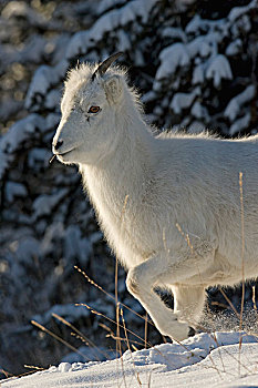 绵羊,白大角羊,羊羔,雪中,育空,加拿大
